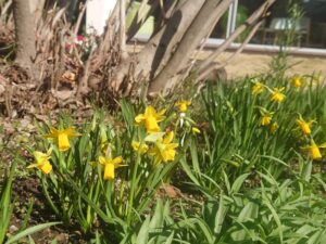 スイセン（テータテート）